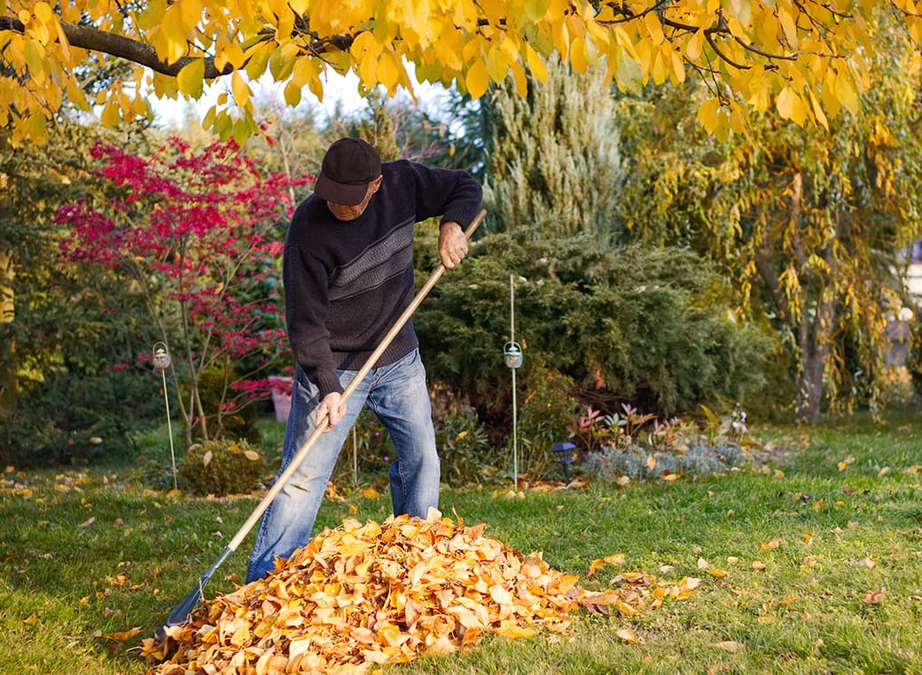 Older man raking fallen leaves in backyard under a tree.